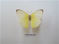 藏品(遷粉蝶)的圖片